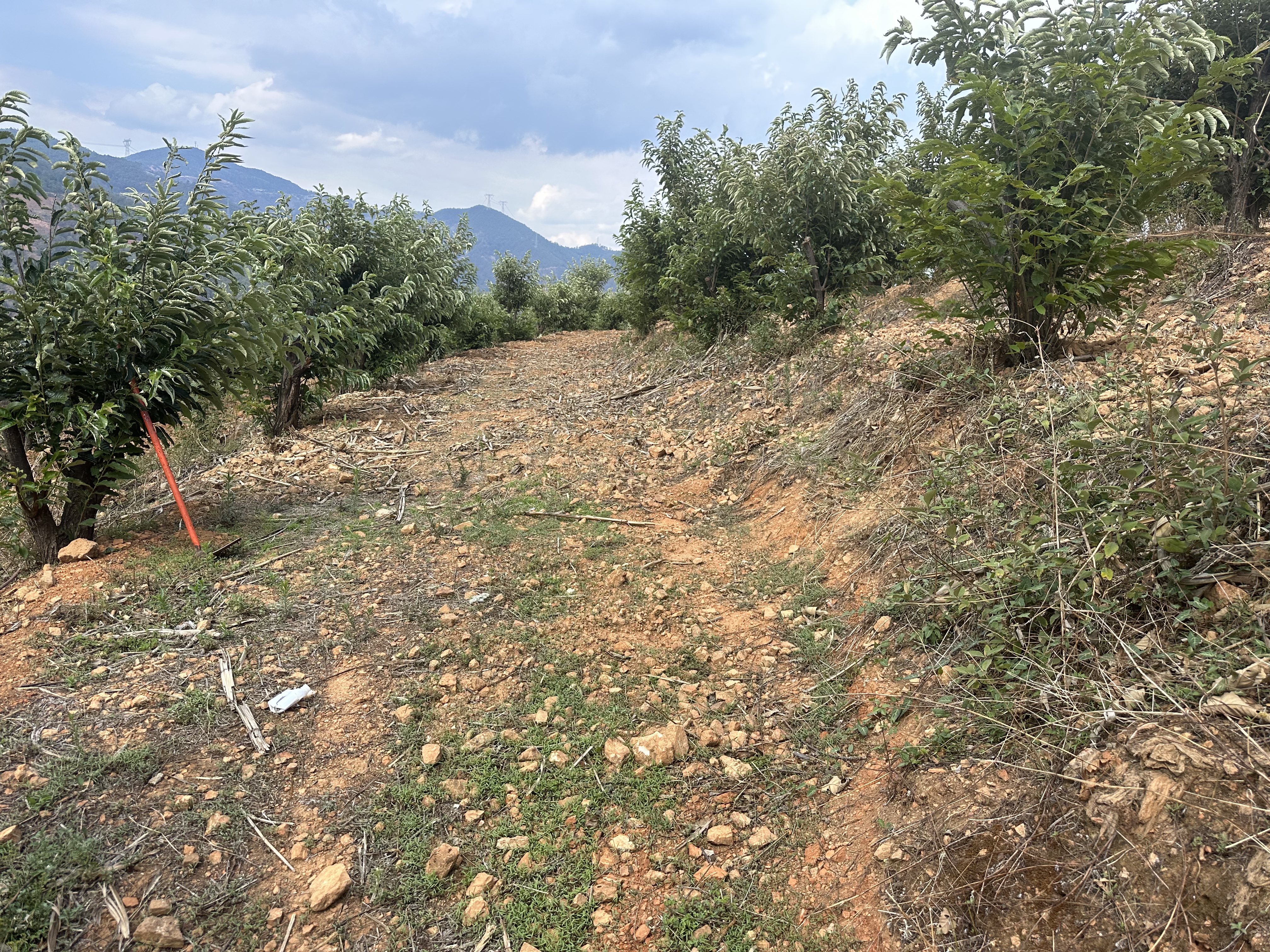 1建設前 未清雜草狀態.jpg